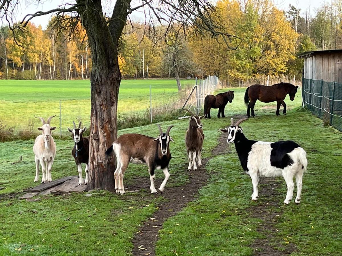 Ferienhof Olbasee Kleinsaubernitz Buitenkant foto
